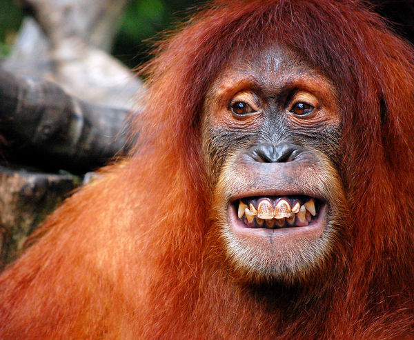 orangutan teeth