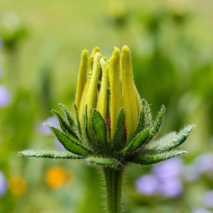 Mindfulness in Guelph